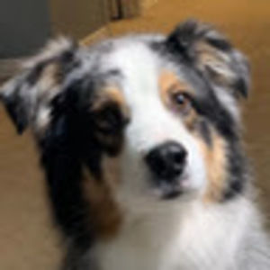 Meet your Posher, Phoebe